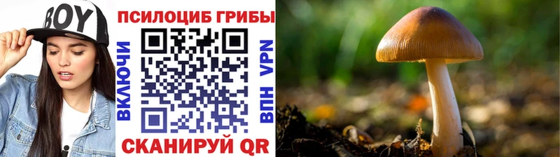 Купить где  Вязники  Псилоцибиновые грибы прущие грибы 